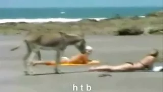 Une salope brune classique accrocheuse chevauche et suce une grosse bite avec joie je veux voir des films porno gratuits